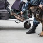 Canine detection dog checks luggage. Nose work for dogs uses canine's powerful scent receptors to fight crime, track poachers, save avalanche victims, and find truffles.