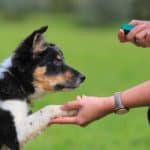 Owner trains dog using a clicker. If your dog is not motivated by food, get a little more creative in how you reward your dog. Try praising your dog or use a clicker to reinforce good behavior.