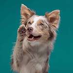 Red Australian shepherd holds up a paw. Pawing is a natural and inherent way for dogs or puppies to communicate and demand that we "focus" on them so they can tell us what they need.