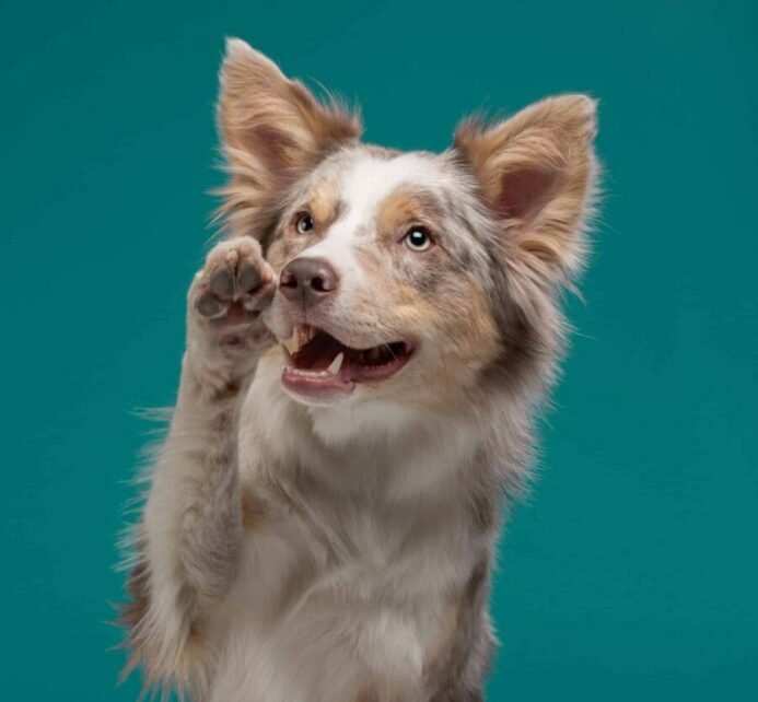 Red Australian shepherd holds up a paw. Pawing is a natural way for dogs to communicate.