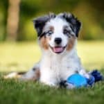 Happy Australian Shepherd puppy plays with chew toy. To ensure your dog lives their best life, focus on your pet's health. Make sure you provide healthy food, regular exercise, CBD supplements.