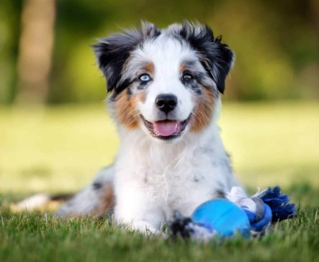 Happy Australian Shepherd puppy plays with chew toy. To ensure your dog lives their best life, focus on your pet's health. Make sure you provide healthy food, regular exercise, CBD supplements.