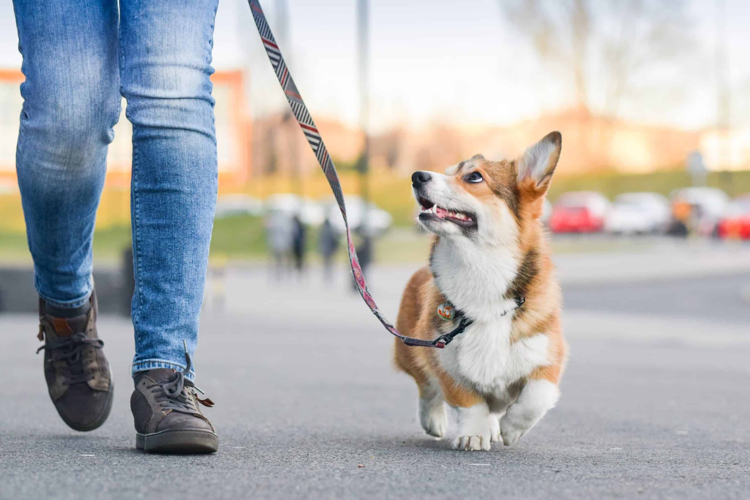 Corgi looks at owner during walk. Dogs need regular exercise like daily walks to stay healthy.