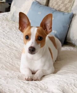 Rat terrier sits on a bed. The "original" mix for the Rat Terrier is believed to be English White Terrier, (now extinct), Smooth Fox Terrier, Whippet, and Manchester Terrier.