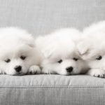 Three Samoyed puppies on a couch. The Samoyed is known for developing extremely close and loyal bonds with its owner.