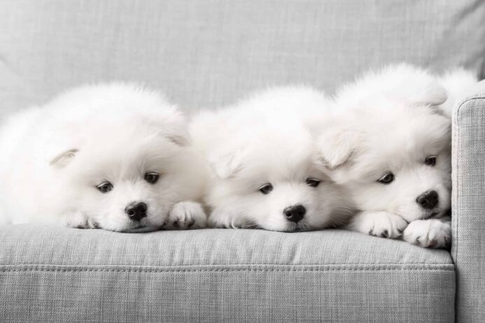 Three Samoyed puppies on a couch. 
