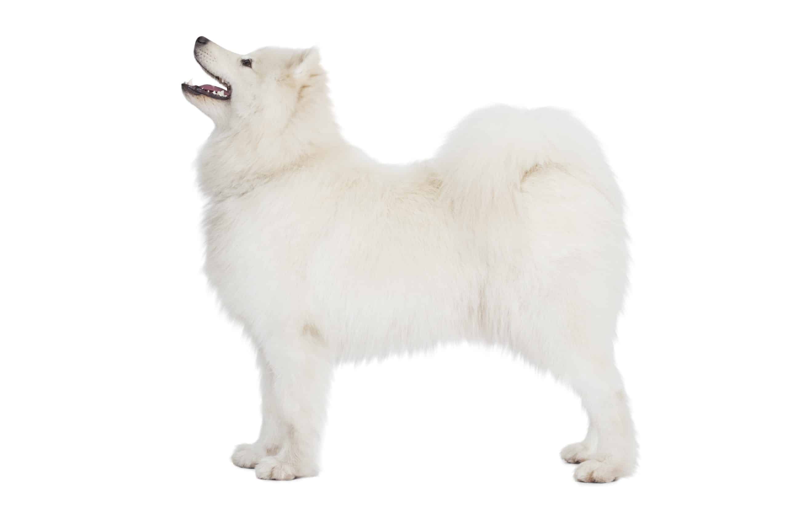 Samoyed on a white background. The Samoyed needs regular grooming, lots of exercise, and an owner willing to take the time to form a close relationship with them.