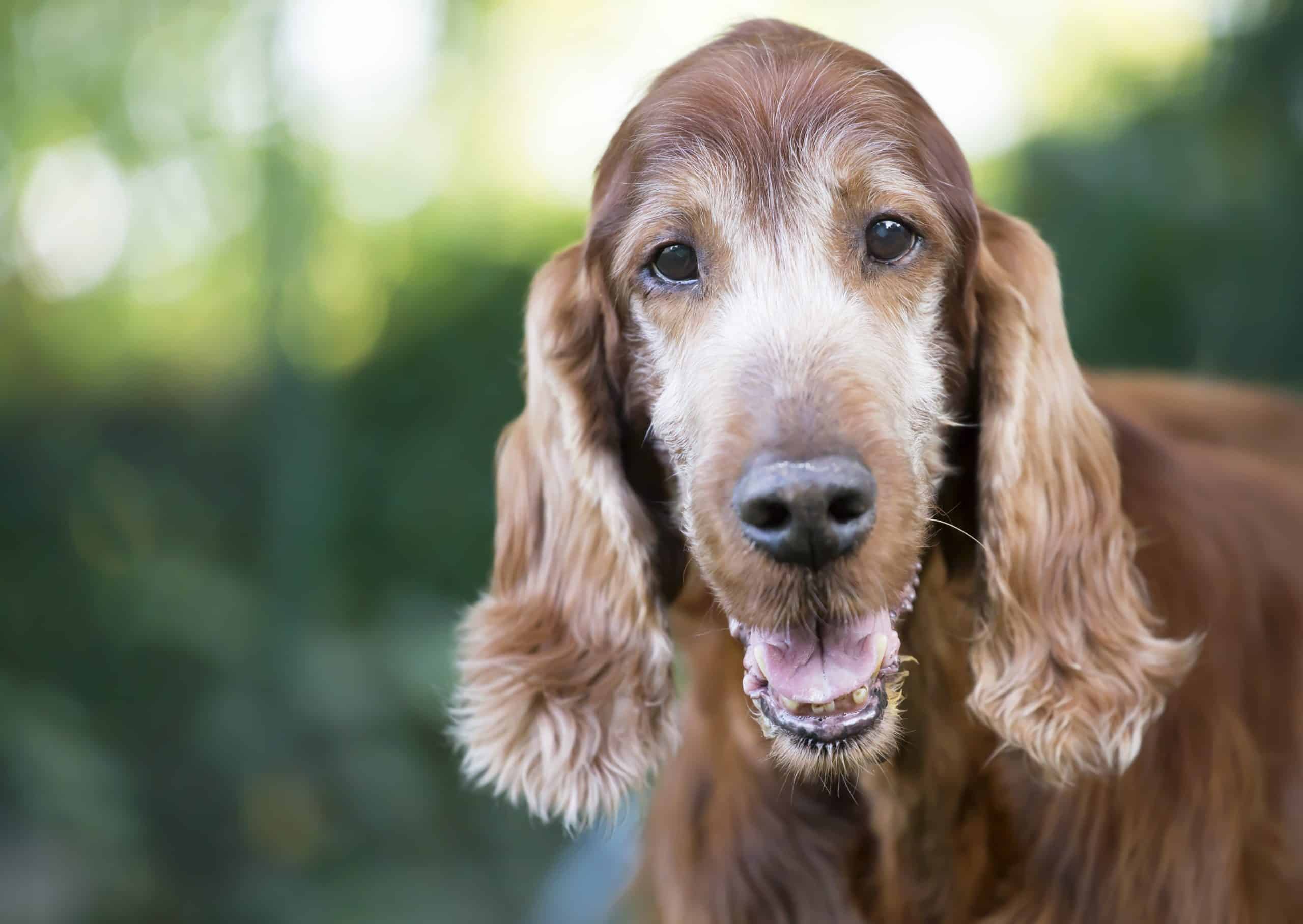Old Irish setter. As your dog ages, their wants and needs will change, so it’s your responsibility as their owner to make relevant changes to provide senior dog care to keep your canine friend happy and mobile.