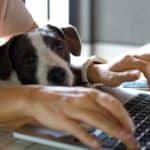 Jack Russell Terrier snuggles in while student types. Studies show dogs help students by improving mental health and college grades. Dogs also make students more active and social.