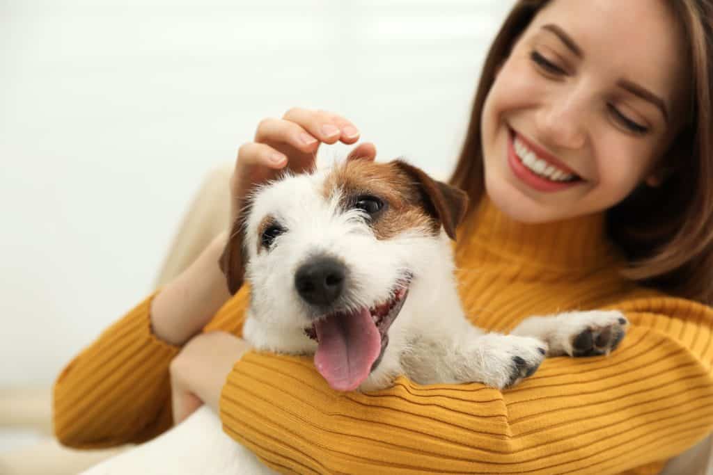 Woman cuddles a Jack Russell Terrier puppy. Young people choose dog breeds that fit their busy lifestyles.