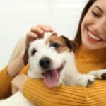 Woman cuddles a Jack Russell Terrier puppy. Young people choose dog breeds that fit their busy lifestyles.