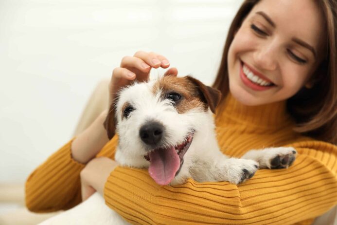 Woman cuddles a Jack Russell Terrier puppy. Young people choose dog breeds that fit their busy lifestyles.