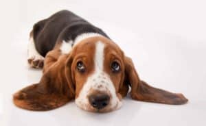 Bassett hound on white background. Basset Hounds have a calm and lazy nature.