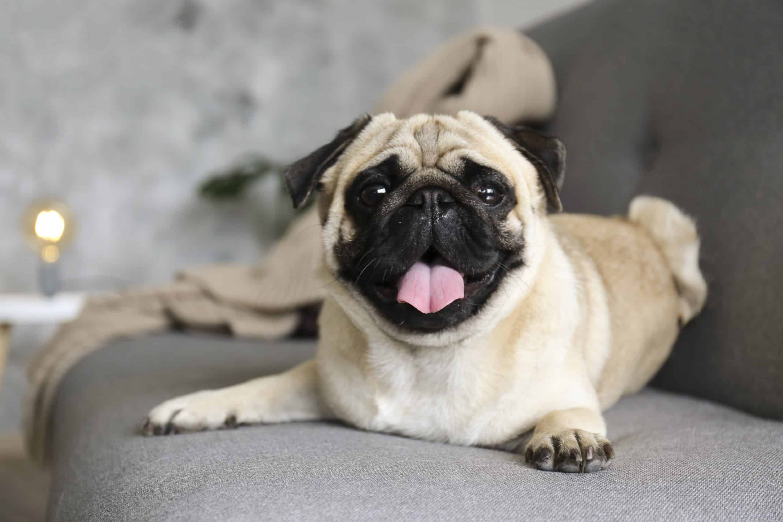 Happy Pug on couch. Pugs are loyal, loving, calm dogs.