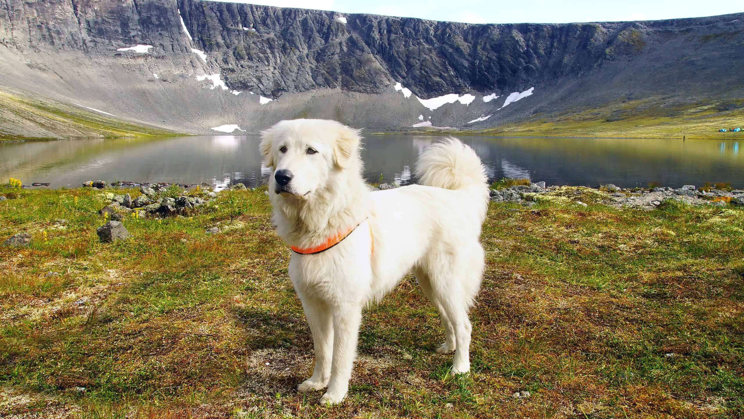 Anatolian Shepherd stands on mountain hillside. The Anatolian Shepherd is a livestock guardian. That means the dog will protect you, your home, and everyone living it in.