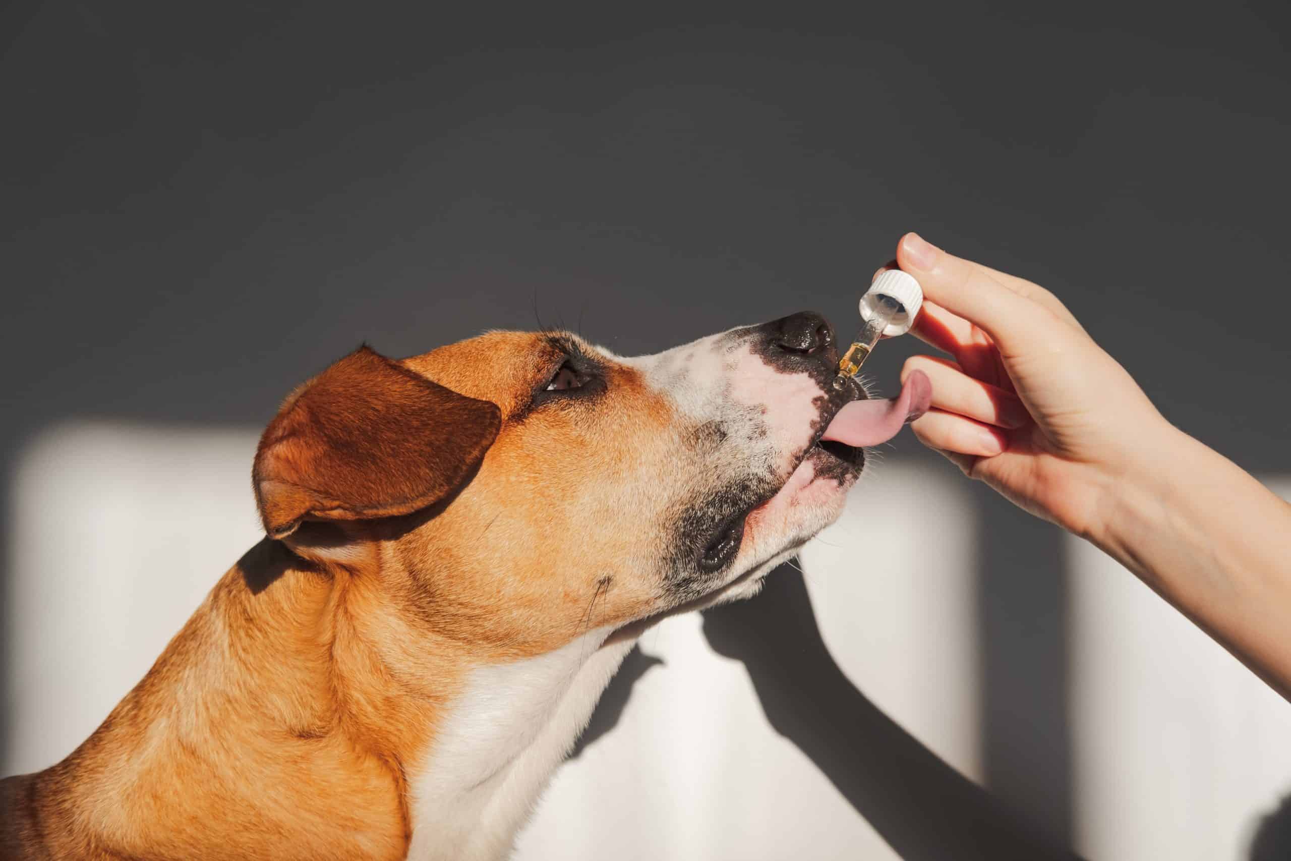 Owner gives Boxer CBD oil. CBD products such as oils and treats could help address arthritis pain and even help lower anxiety in dogs.