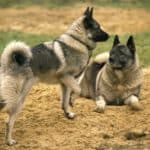 Two Norwegian Elkhounds play. The Norwegian Elkhound is a determined and independent yet, affectionate dog. They love strenuous activity need a daily walk or jog.