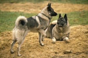 Two Norwegian Elkhounds play. The Norwegian Elkhound is a determined and independent yet, affectionate dog. They love strenuous activity need a daily walk or jog.