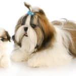 Shih Tzu mom with puppy. Shih Tzus don’t need a daily mile run to keep fit. A few runs in the house are enough. But they enjoy outdoor walks.