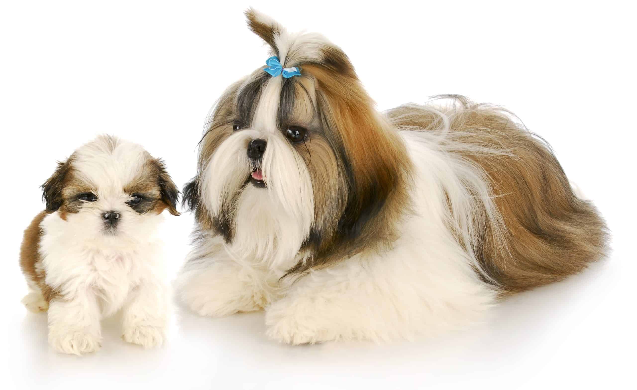 Shih Tzu mom with puppy. Shih Tzus don’t need a daily mile run to keep fit. A few runs in the house are enough. But they enjoy outdoor walks.