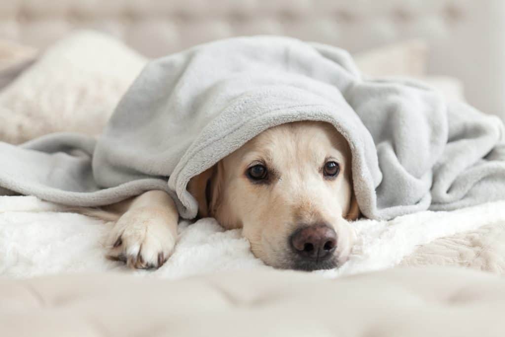 Sad Golden Retriever hides under a blanket. 