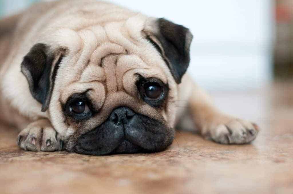 Depressed pug. Trazodone for dogs helps manage symptoms associated with separation anxiety, depression, or the need for excessive attention.