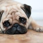 Depressed pug. Trazodone for dogs helps manage symptoms associated with separation anxiety, depression, or the need for excessive attention.