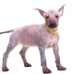 Xoloitzcuintili on a white background. Because the Xoloitzcuintili is an intelligent dog, training may be arduous as they may choose not to cooperate.