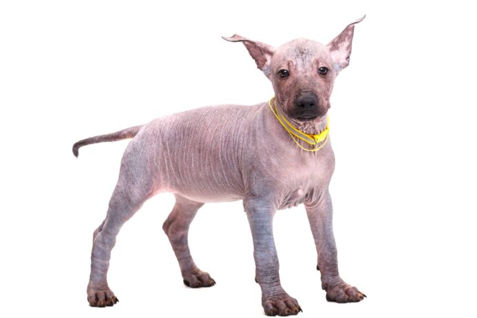 Xoloitzcuintili on a white background. 