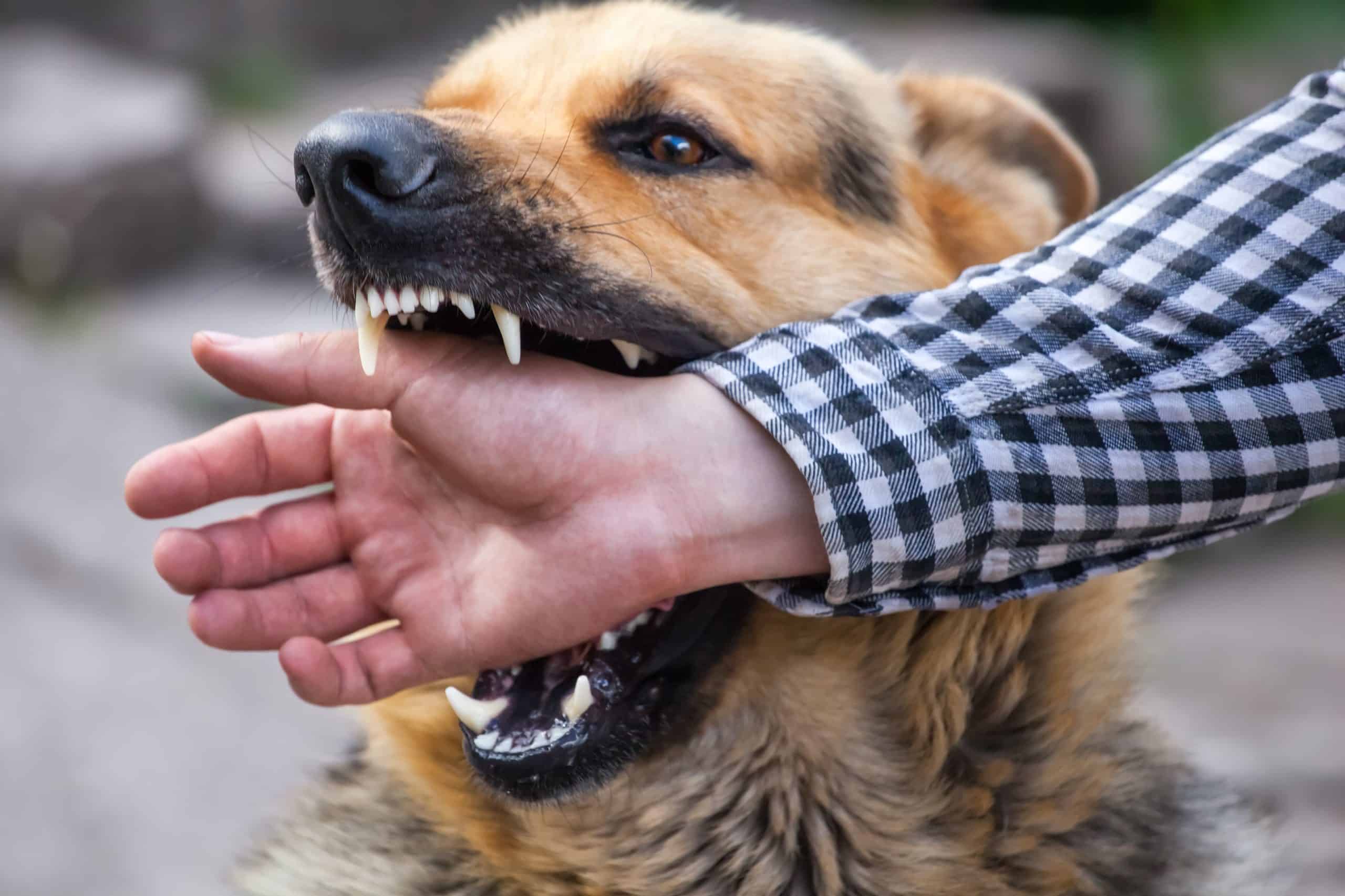 Aggressive dog breeds aren't always violent but can be when protective, fearful, or anxious.