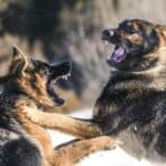 Two German Shepherds fighting. To keep them calm and avoid aggressive behavior, German Shepherd dogs require a lot of training. 