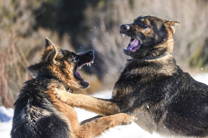 Two German Shepherds fighting. Photo aggressive dog breeds post.