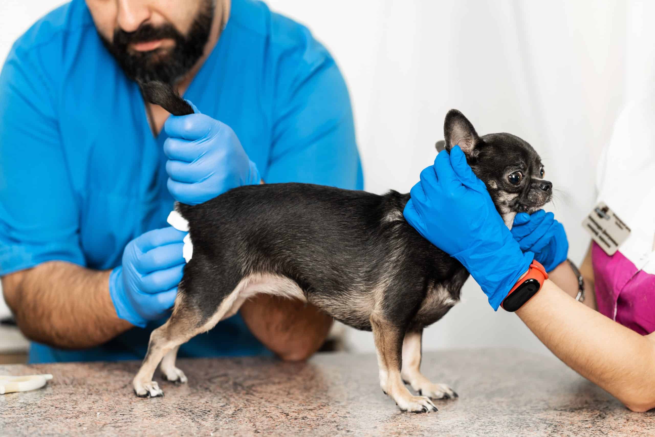 Veterinarian expresses chihuahua's anal glands.