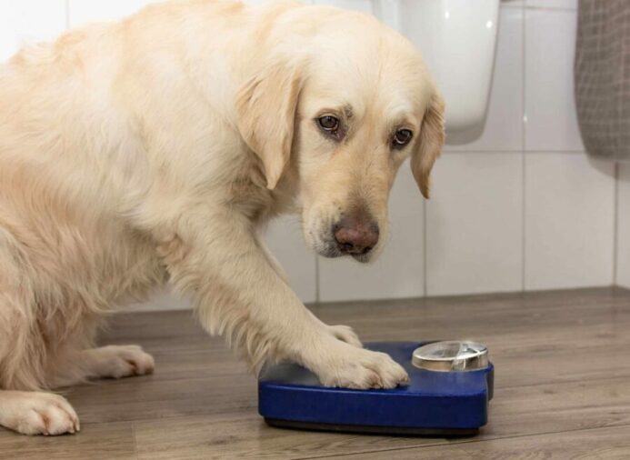 Overweight golden retriever with scale. Obesity can cause impacted anal glands.