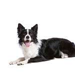 Border collie on white background. Border collies need more than a walk around the block. Multiple trips to the park and on-leash runs will tire out a non-working border collie.