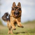 Happy German Shepherd runs outside. Breed-specific health supplements fill nutrition gaps and provide support for joints as well as promote eyesight and a lustrous coat. 
