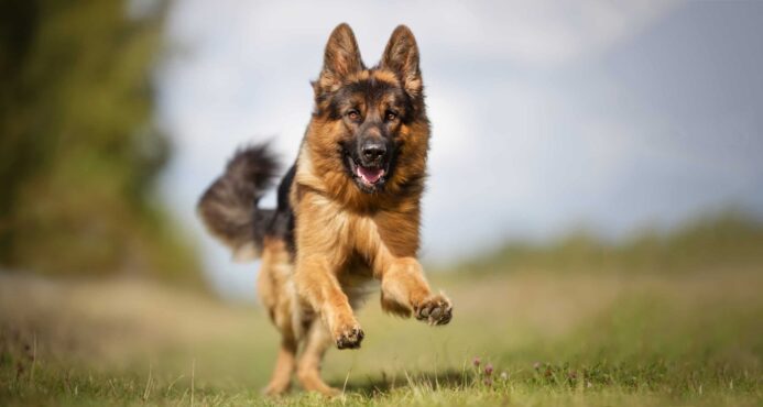 Happy German Shepherd runs outside. Breed-specific health supplements fill nutrition gaps and provide support for joints as well as promote eyesight and a lustrous coat. 