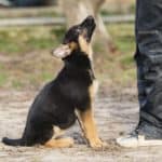 German shepherd puppy training. To train your dog to be well behaved, start with five key cues to teach your puppy: come, sit, stay, wait, and watch.