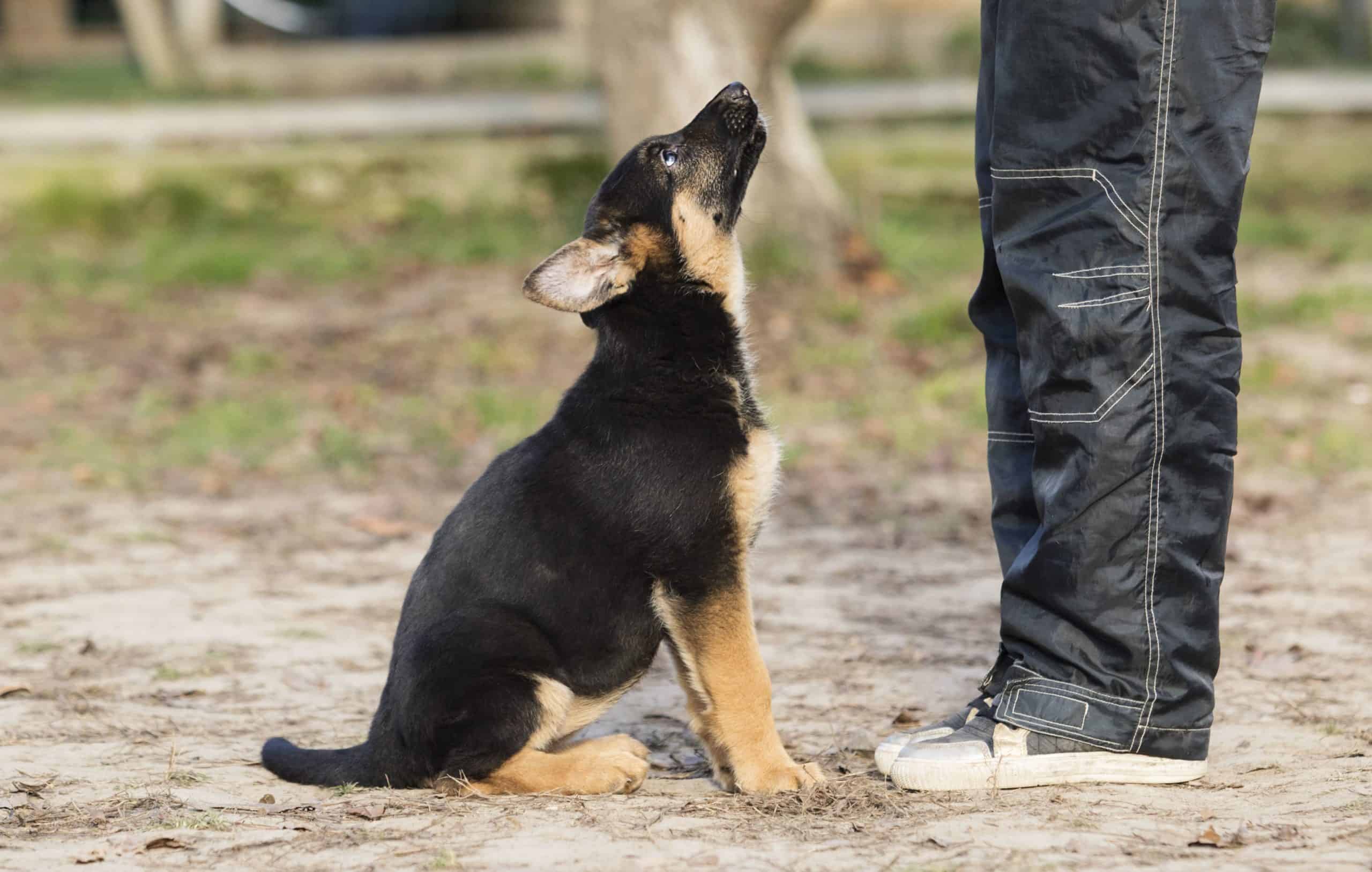 German shepherd puppy training. To train your dog to be well behaved, start with five key cues to teach your puppy: come, sit, stay, wait, and watch.