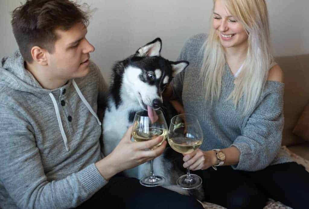 Siberian Husky tries to drink wine from his owner's glass. 
