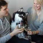 Siberian Husky tries to drink wine from his owner's glass. Dogs tend to imitate their owners so it's not unusual for your dog to develop an interest in wine merely because he’s observed you enjoying the drink.
