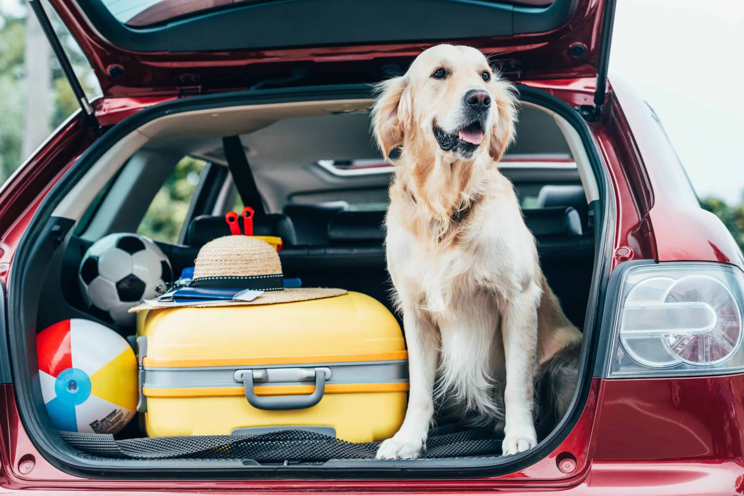 Golden retriever sits in the back of SUV packed for a dog-friendly travel adventure.