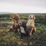 Three dogs outside. Clean up after your dog using eco-friendly poo bags.