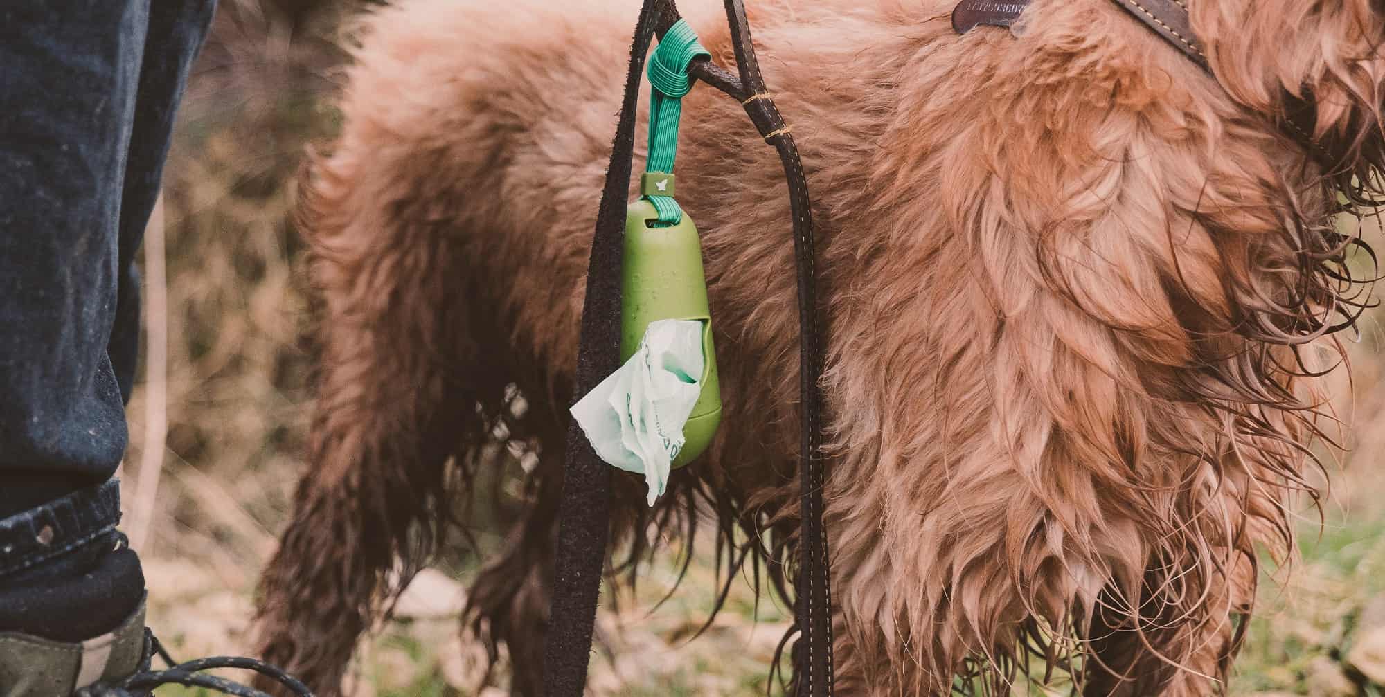 Clip a dog poop bag dispenser to your dog's leash or collar and let him carry the bags.