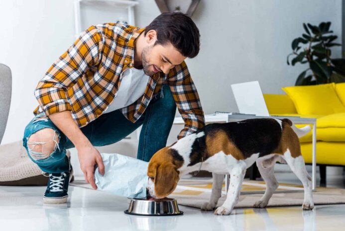 Man feeds beagle.