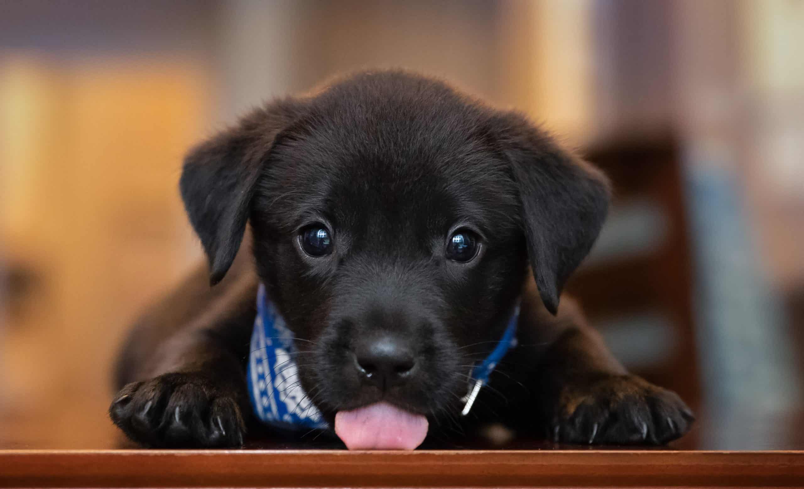 Cute black Labrador retriever puppy. Tips to successfully move with puppies: Keep your dog's routine, spend more time with your puppy and be sure to tire your dog out.
