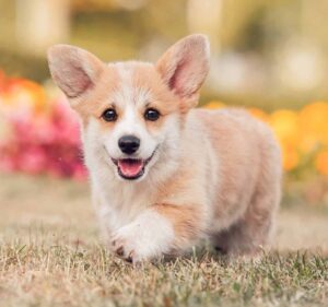 Corgi puppy plays outside. Spend extra time with your puppy. Play a game, go for a walk, anything to help your puppy burn off some extra energy. The more tiring it is for them, the better.