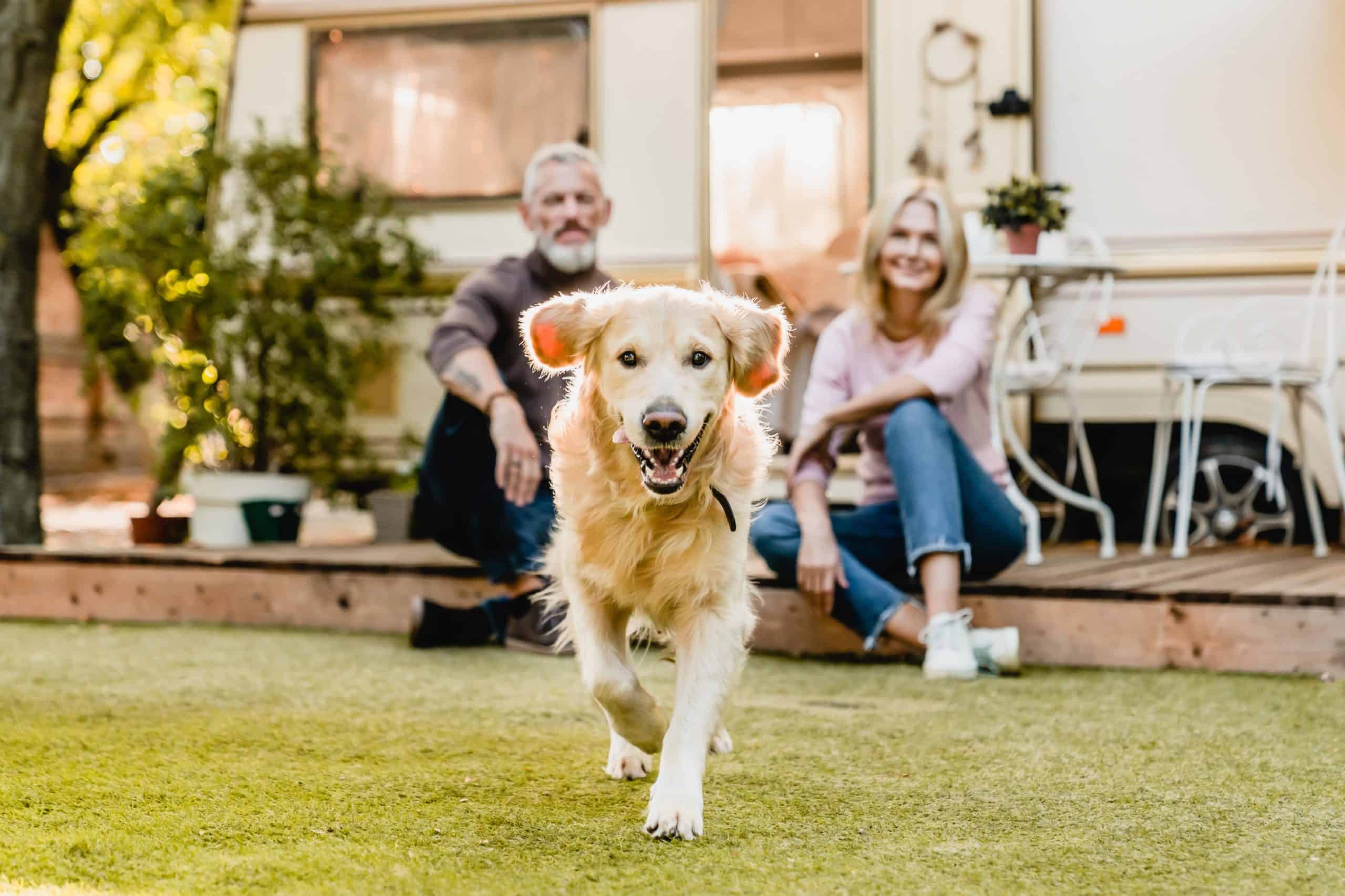 Happy golden retriever plays in back yard. Get creative with these tips to turn your yard into a puppy paradise that you and your canine pal will never want to leave.