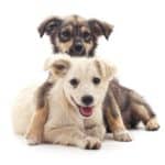 Two happy puppies on a white background. Right time to add a dog: Are you prepared to care for a pet? If you are not ready to make that commitment, you are not ready for a pet.