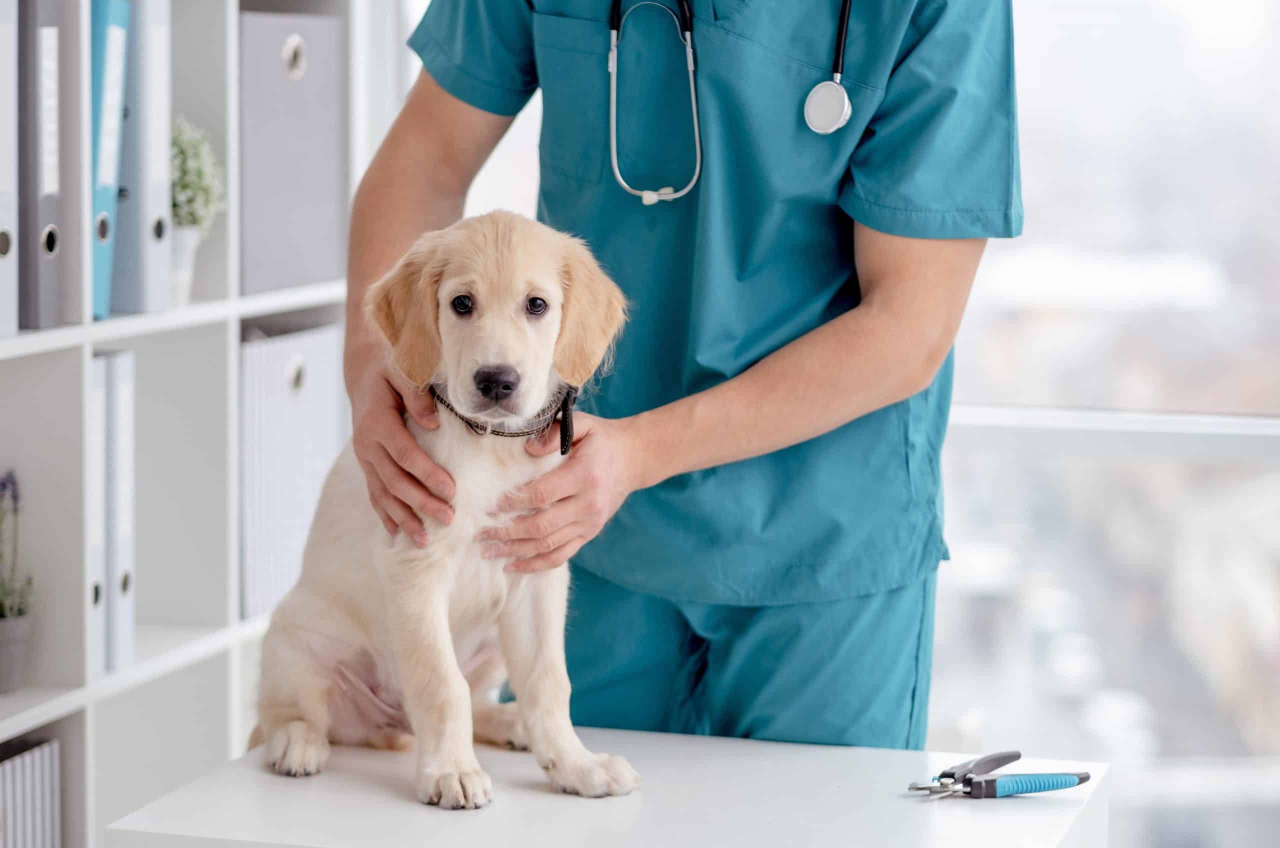 Golden retriever puppy gets vet exam. Love, care, and community resources can help you save money on pet care in the event of an emergency.